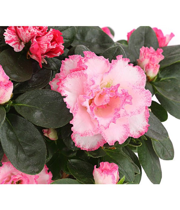  Zimmerazalee - Rhododendron Simsii, Sonderfarben