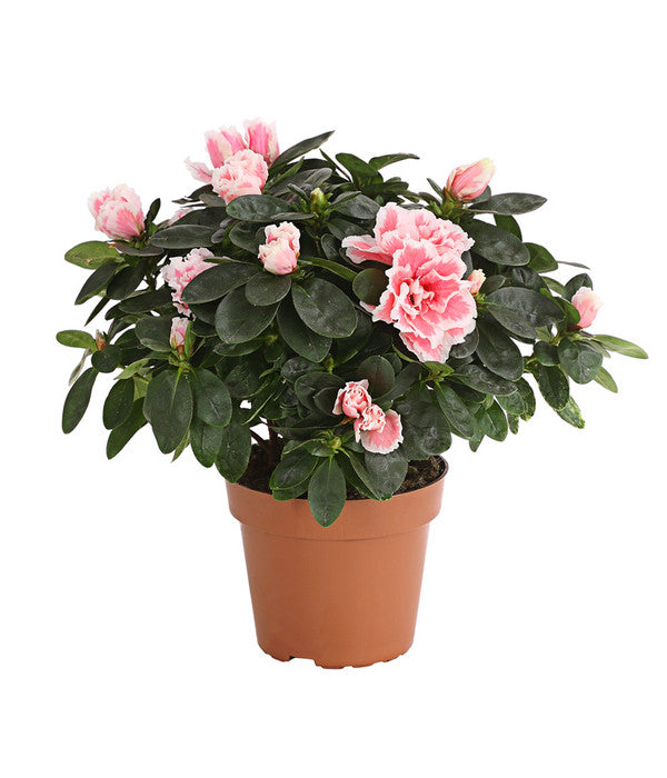  Zimmerazalee - Rhododendron Simsii, Sonderfarben
