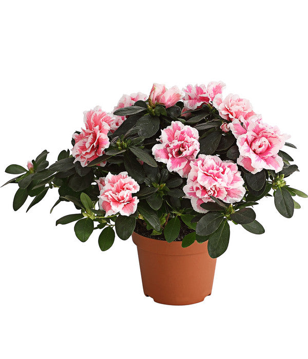  Zimmerazalee - Rhododendron Simsii, Sonderfarben