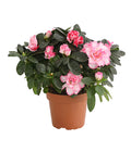  Zimmerazalee - Rhododendron Simsii, Sonderfarben