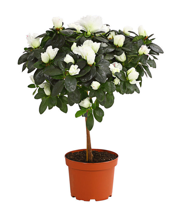  Zimmerazalee - Rhododendron Simsii, Stämmchen