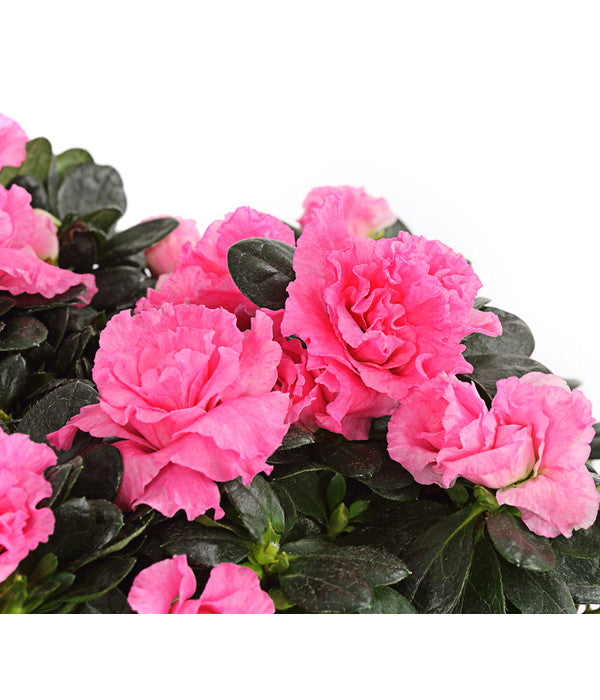  Zimmerazalee - Rhododendron Simsii, Stämmchen