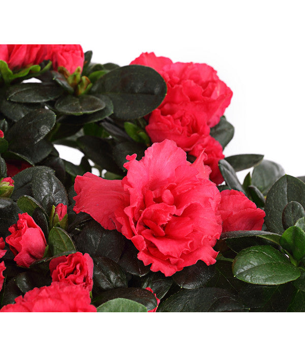  Zimmerazalee - Rhododendron Simsii, Stämmchen