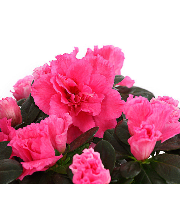  Zimmerazalee - Rhododendron Simsii, Stämmchen