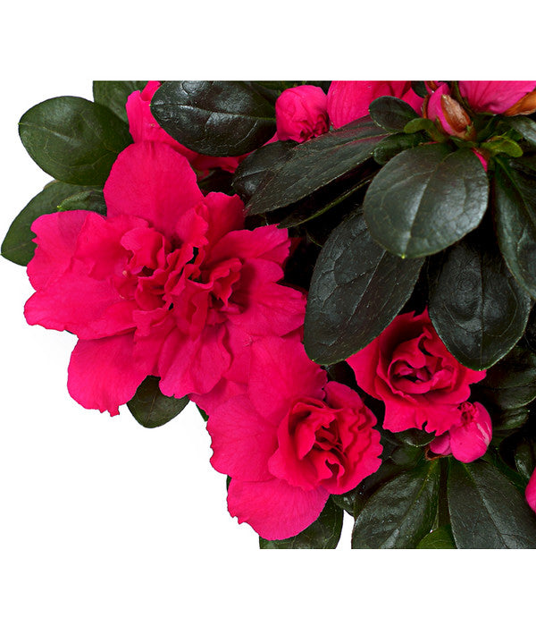  Zimmerazalee - Rhododendron Simsii, Stämmchen