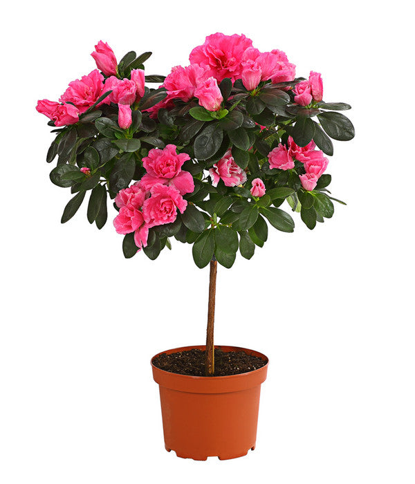  Zimmerazalee - Rhododendron Simsii, Stämmchen