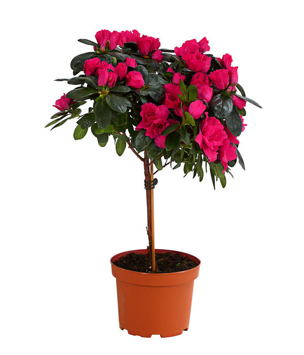 Zimmerazalee - Rhododendron Simsii, Stämmchen