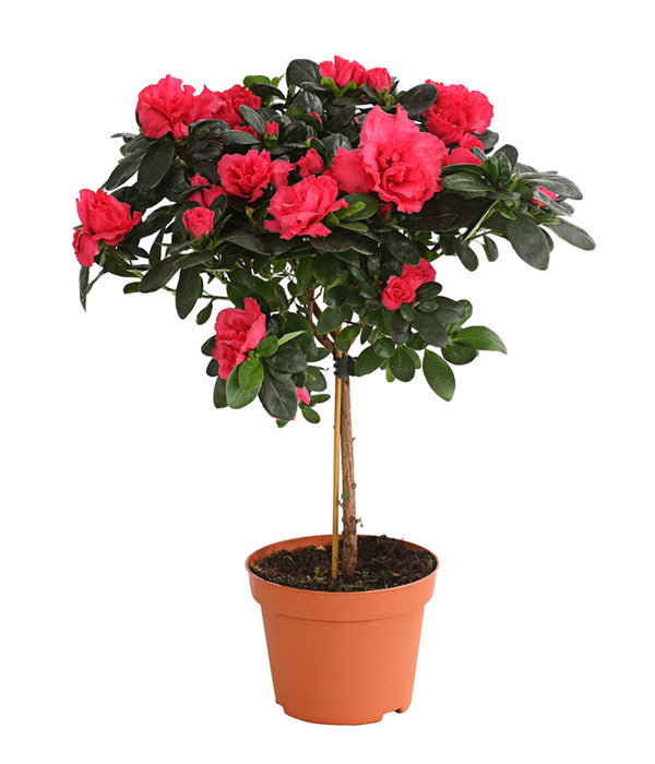  Zimmerazalee - Rhododendron Simsii, Stämmchen