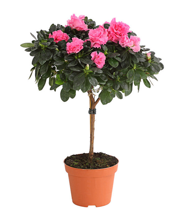  Zimmerazalee - Rhododendron Simsii, Stämmchen