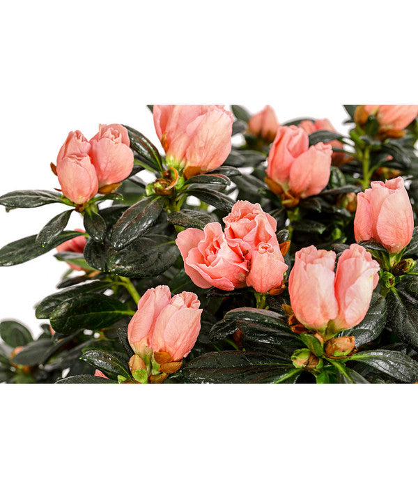  Zimmerazalee - Rhododendron Simsii 'Christine®', Rosa, Stämmchen