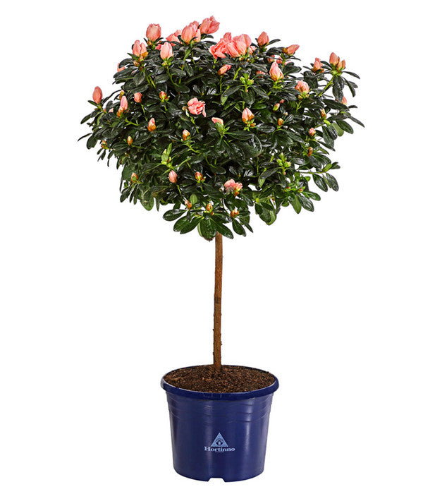 Zimmerazalee - Rhododendron Simsii 'Christine®', Rosa, Stämmchen