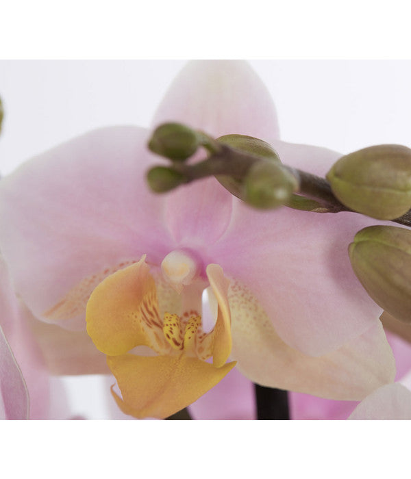  Schmetterlingsorchidee - Phalaenopsis Cultivars