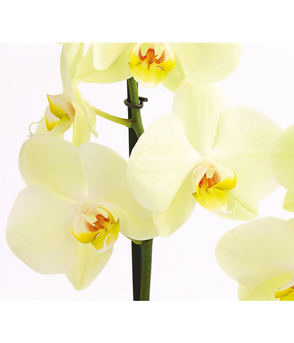 Schmetterlingsorchidee - Phalaenopsis Cultivars