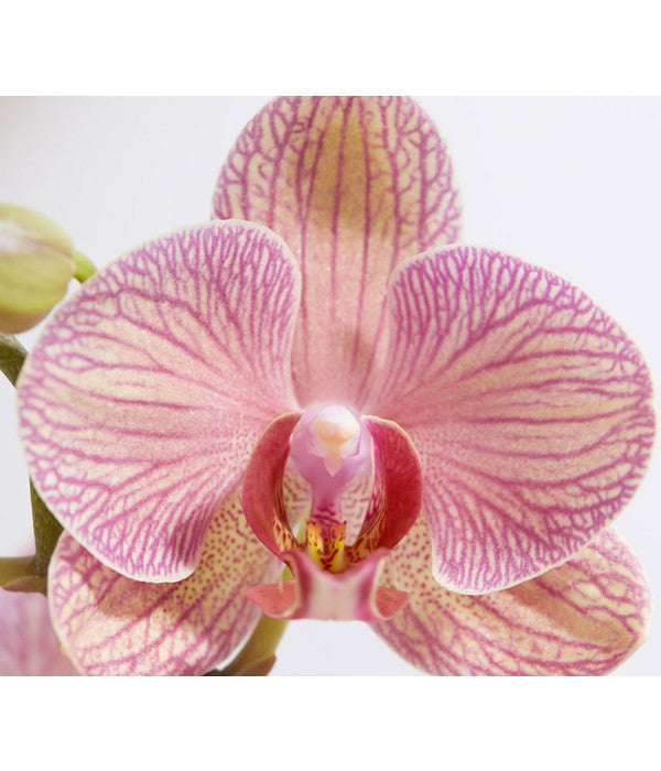  Schmetterlingsorchidee - Phalaenopsis Cultivars