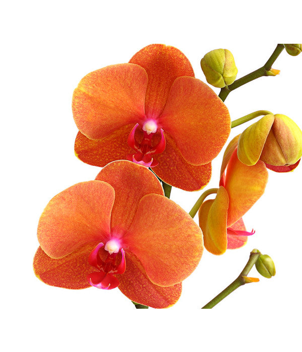  Schmetterlingsorchidee - Phalaenopsis Cultivars