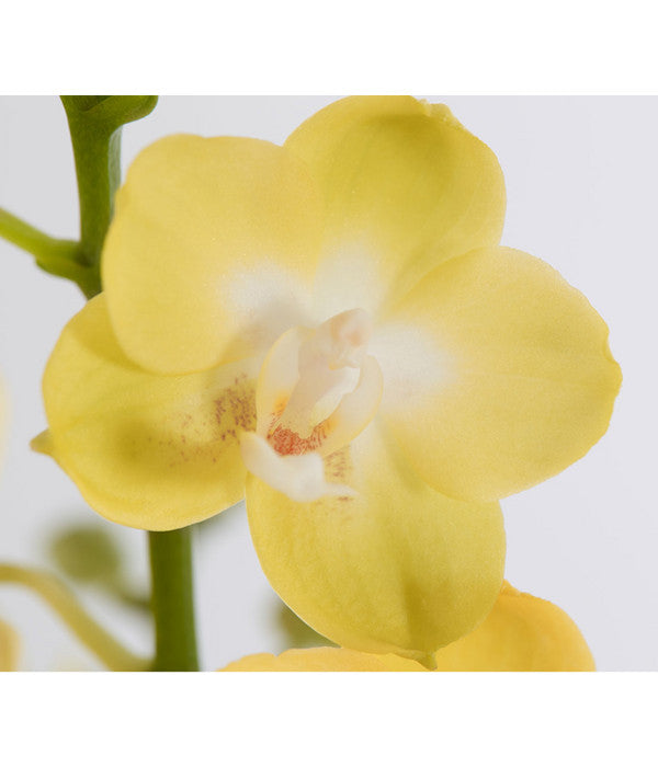  Schmetterlingsorchidee - Phalaenopsis Cultivars