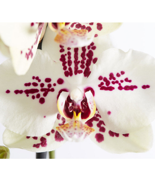  Schmetterlingsorchidee - Phalaenopsis Cultivars