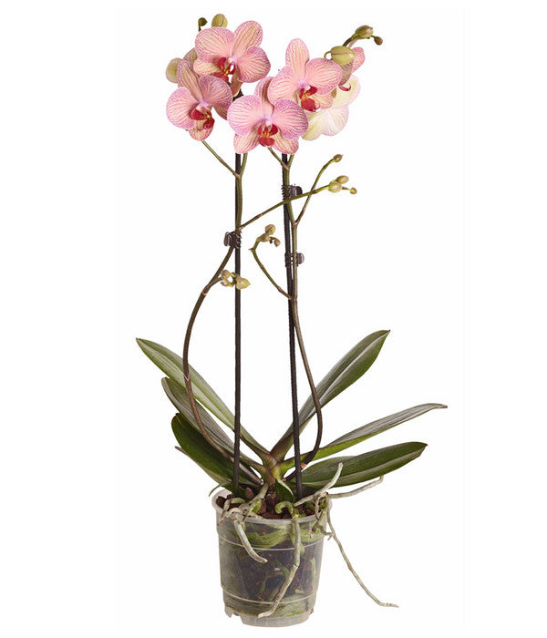  Schmetterlingsorchidee - Phalaenopsis Cultivars