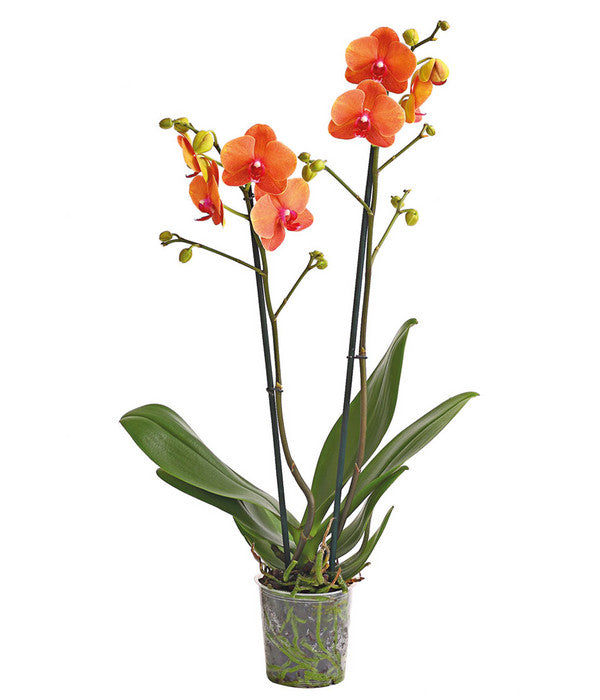  Schmetterlingsorchidee - Phalaenopsis Cultivars
