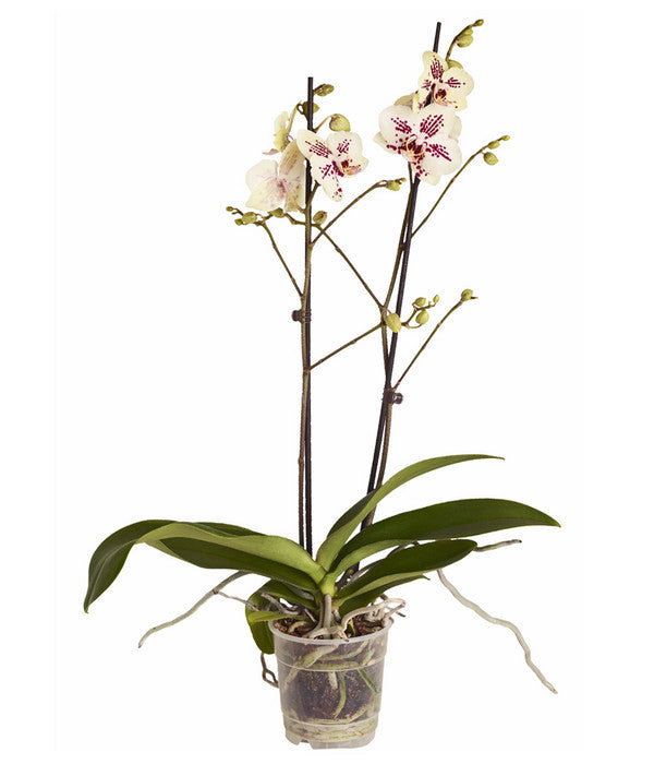  Schmetterlingsorchidee - Phalaenopsis Cultivars