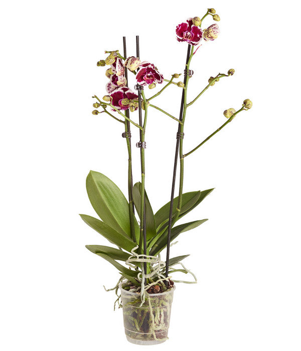  Schmetterlingsorchidee - Phalaenopsis Cultivars