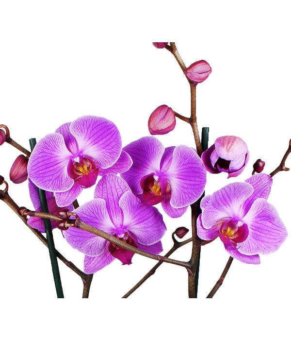  Schmetterlingsorchidee - Phalaenopsis Cultivars