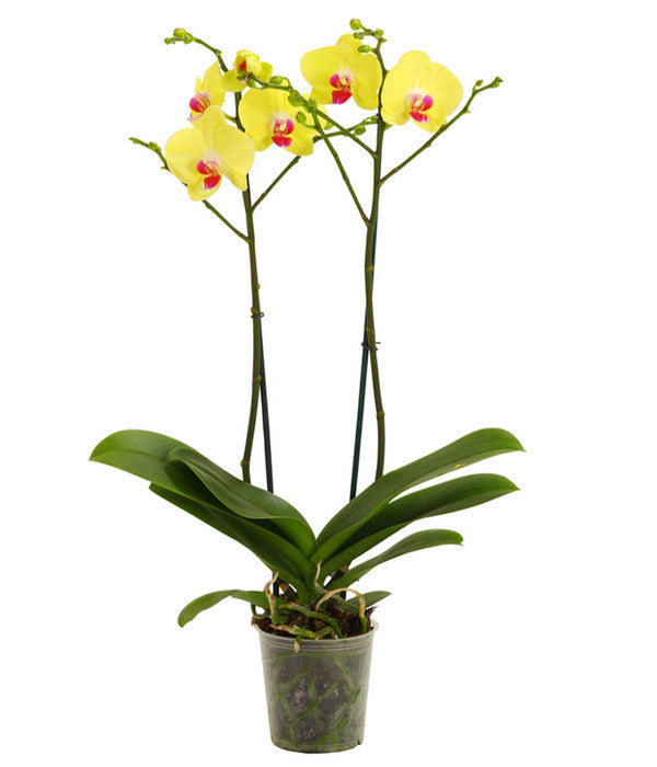  Schmetterlingsorchidee - Phalaenopsis Cultivars