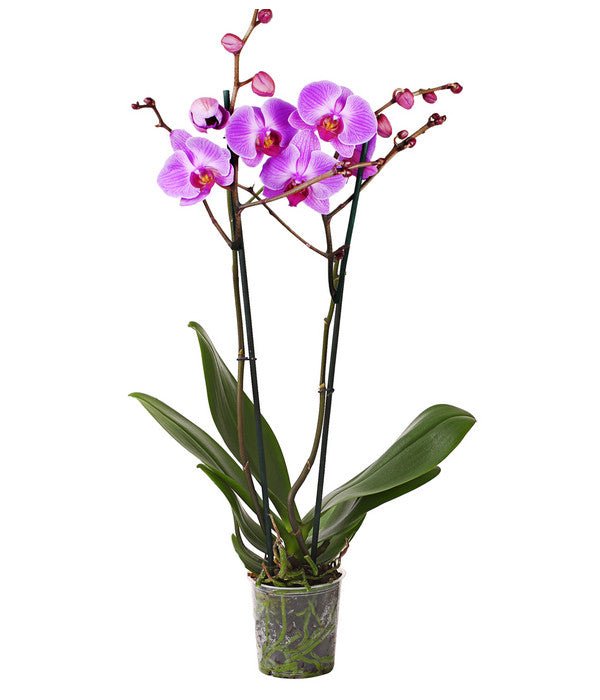  Schmetterlingsorchidee - Phalaenopsis Cultivars