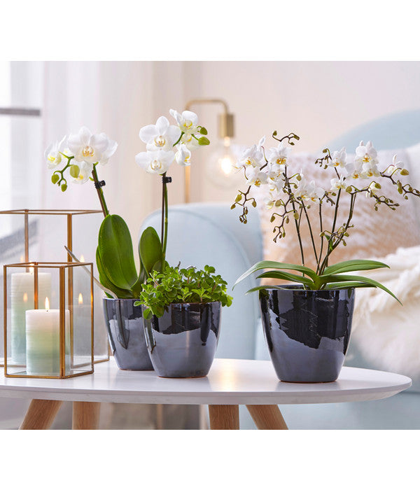  Schmetterlingsorchidee - Phalaenopsis Cultivars 'Wildflower'