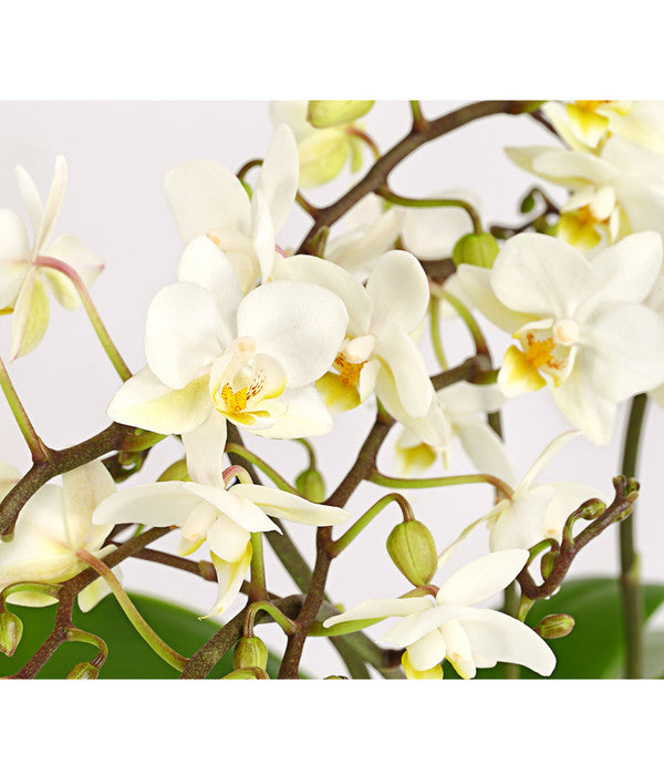  Schmetterlingsorchidee - Phalaenopsis Cultivars 'Wildflower'
