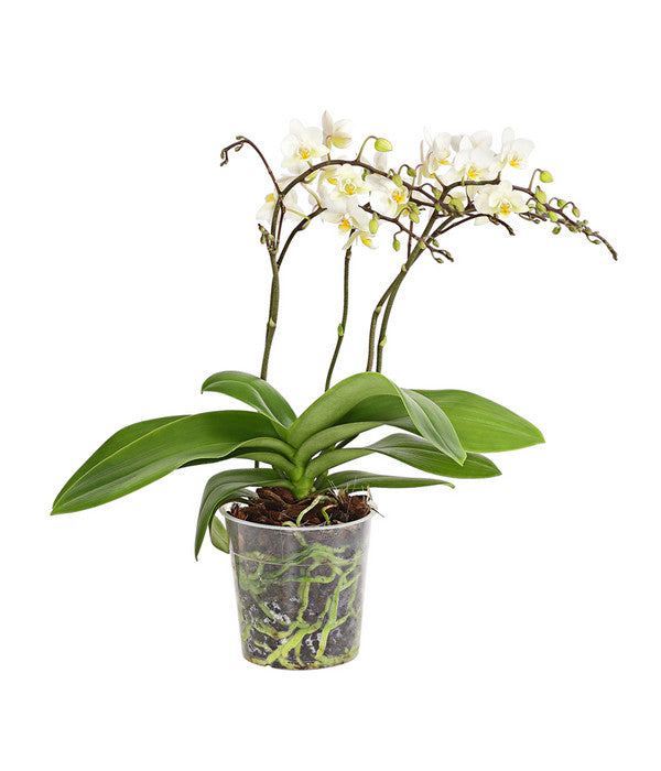  Schmetterlingsorchidee - Phalaenopsis Cultivars 'Wildflower'