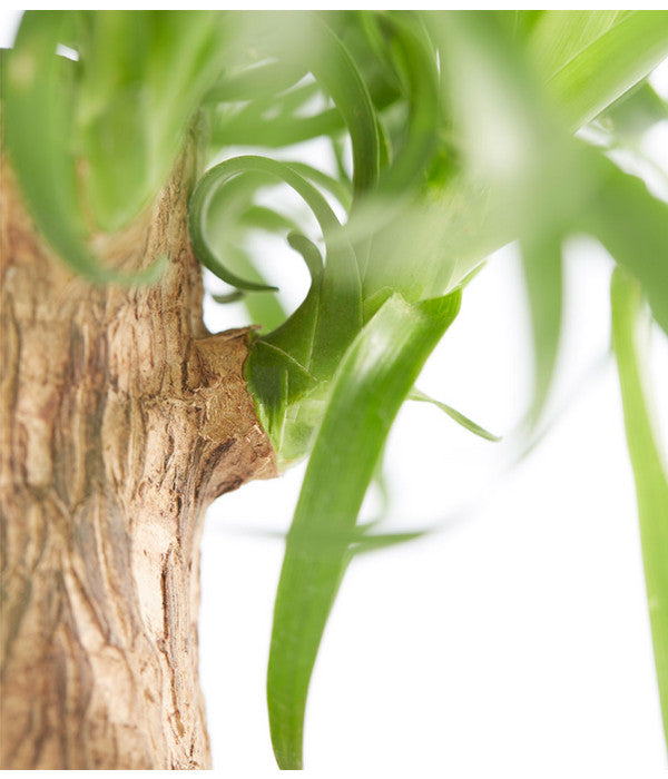  Elefantenfuß - Beaucarnea Recurvata, In Keramik