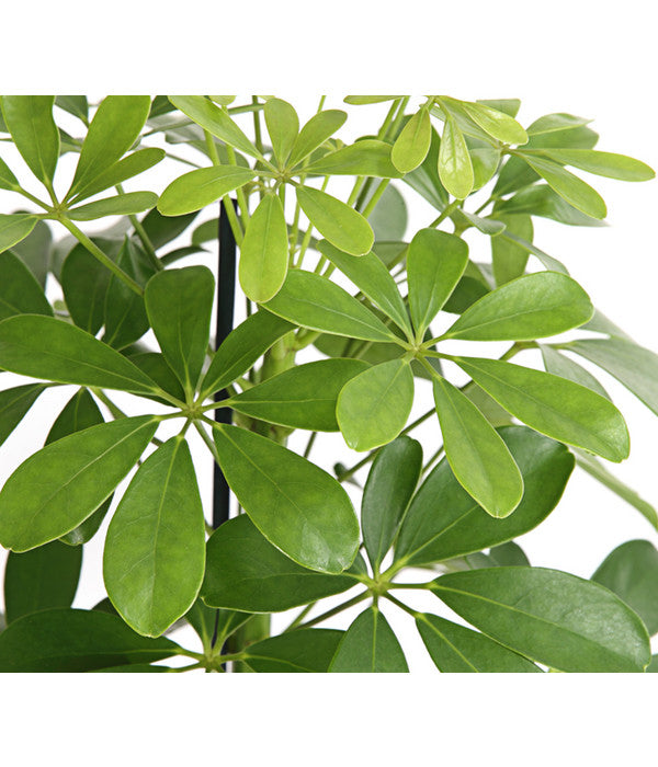  Strahlenaralie - Schefflera Arboricola 'Nora'