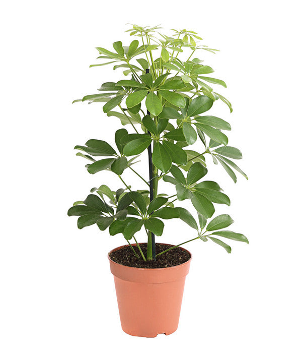  Strahlenaralie - Schefflera Arboricola 'Nora'