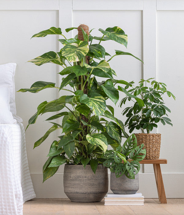  Strahlenaralie - Schefflera Arboricola 'Nora'