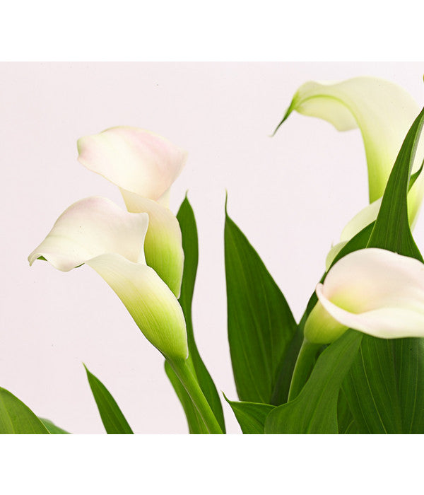  Zimmercalla - Zantedeschia Albomaculata, Verschiedene Sorten