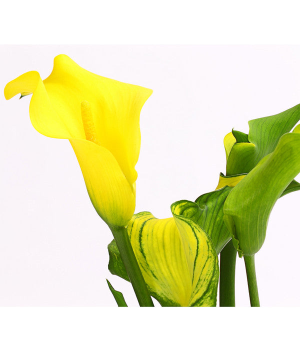  Zimmercalla - Zantedeschia Albomaculata, Verschiedene Sorten