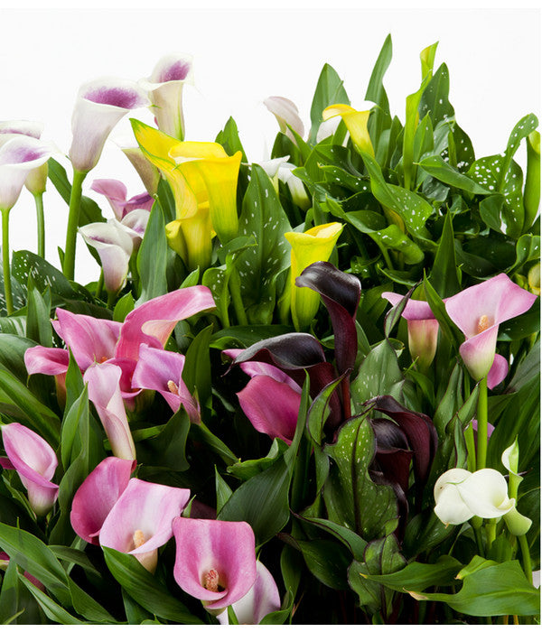  Zimmercalla - Zantedeschia Albomaculata, Verschiedene Sorten