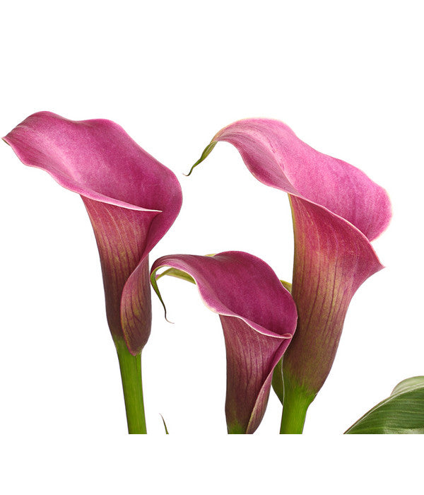  Zimmercalla - Zantedeschia Albomaculata, Verschiedene Sorten