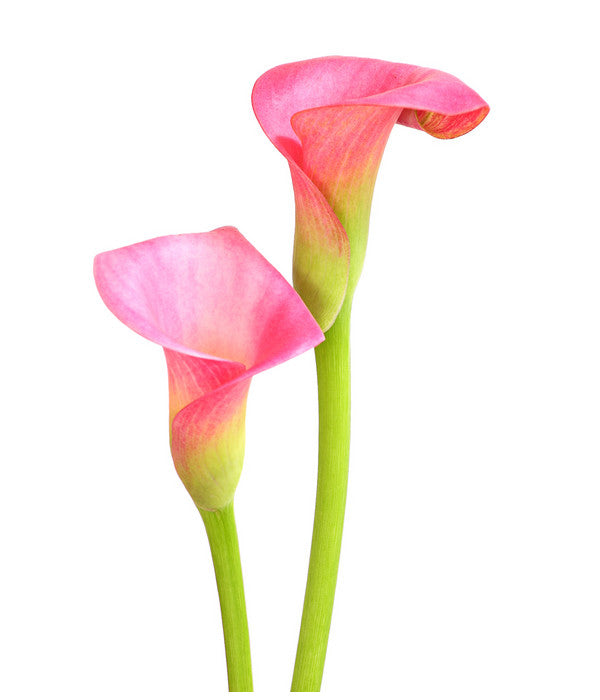 Zimmercalla - Zantedeschia Albomaculata, Verschiedene Sorten