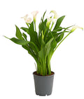  Zimmercalla - Zantedeschia Albomaculata, Verschiedene Sorten
