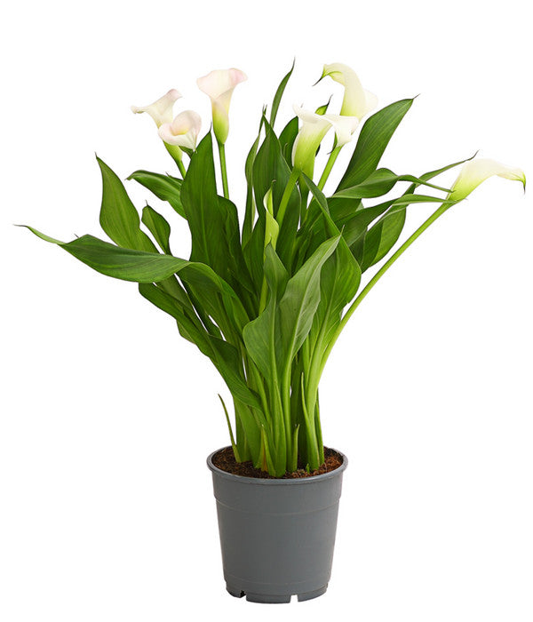  Zimmercalla - Zantedeschia Albomaculata, Verschiedene Sorten