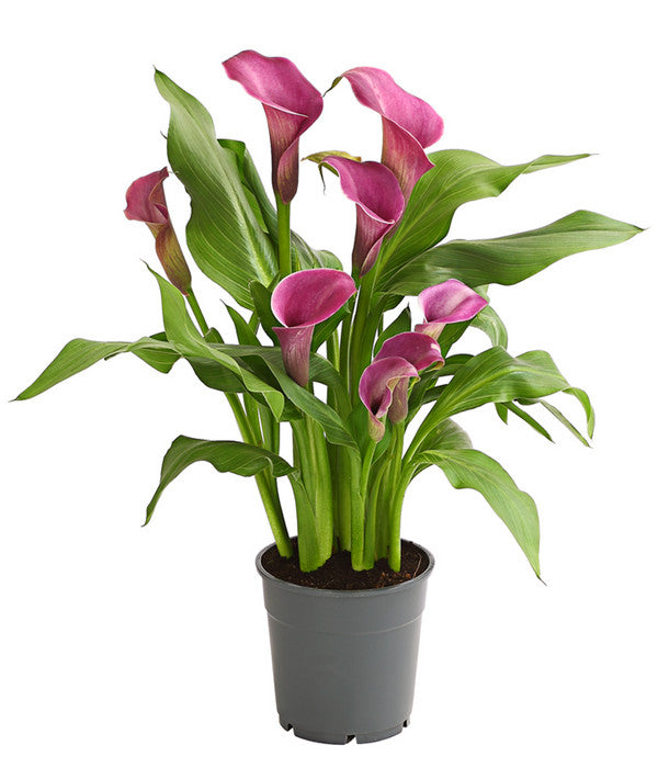  Zimmercalla - Zantedeschia Albomaculata, Verschiedene Sorten