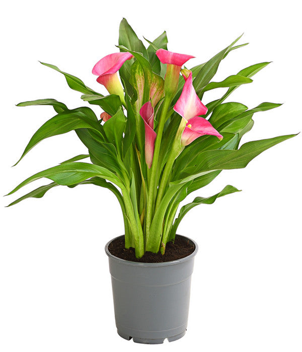  Zimmercalla - Zantedeschia Albomaculata, Verschiedene Sorten