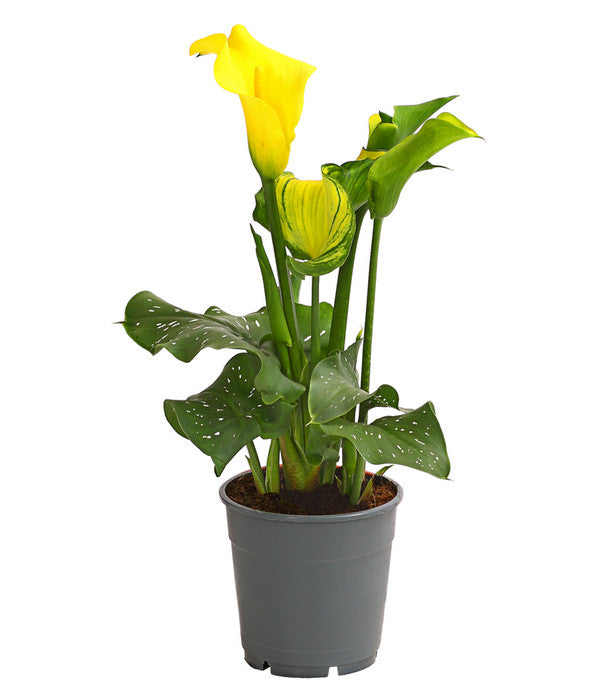  Zimmercalla - Zantedeschia Albomaculata, Verschiedene Sorten