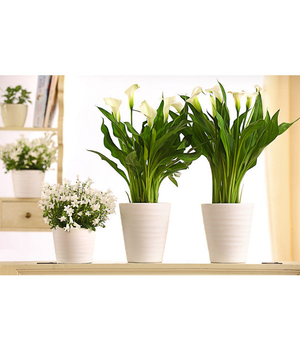  Zimmercalla - Zantedeschia Albomaculata, Verschiedene Sorten