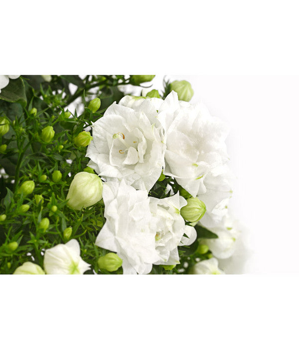  Glockenblume - Campanula Haylodgensis 'White Like Mee®'