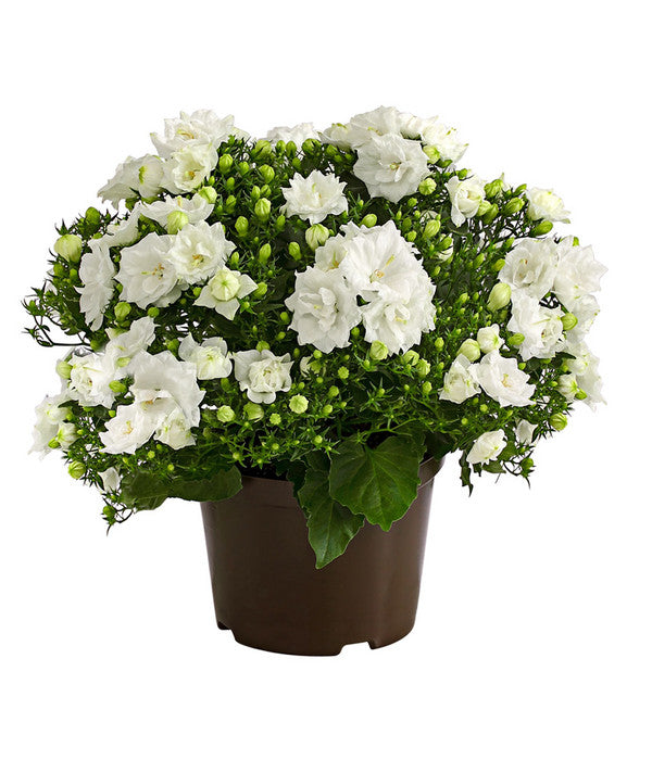  Glockenblume - Campanula Haylodgensis 'White Like Mee®'