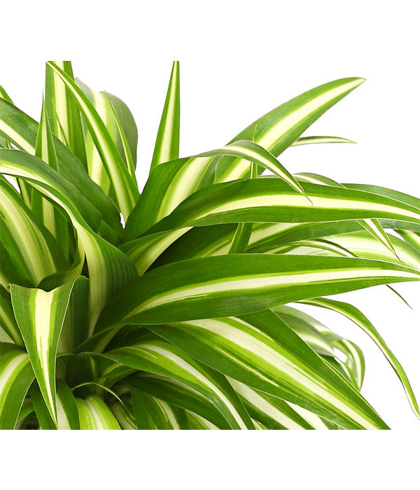  Grünlilie - Chlorophytum Comosum