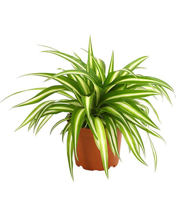  Grünlilie - Chlorophytum Comosum